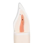 Zahn-Modell Unterer Schneidezahn, 2-tlg - 3B Smart Anatomy