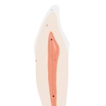 Lower Canine Tooth Model, 2 part - 3B Smart Anatomy