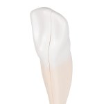 Lower Canine Tooth Model, 2 part - 3B Smart Anatomy