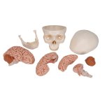 Skull Model with 8 part Brain - 3B Smart Anatomy
