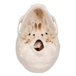 Sch&auml;del-Modell mit Gehirn, 8-tlg - 3B Smart Anatomy