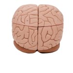 Gehirn-Modell, 8-tlg - 3B Smart Anatomy