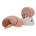 Brain Model, 8 part - 3B Smart Anatomy