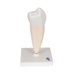 Zahn-Modell Unterer einwurzeliger Pr&auml;molar - 3B Smart Anatomy