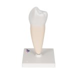 Zahn-Modell Unterer einwurzeliger Pr&auml;molar - 3B Smart Anatomy