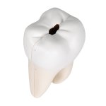 Zahn-Modell Unterer zweiwurzeliger Molar mit Karies, 2-tlg - 3B Smart Anatomy