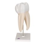 Upper Triple-Root Molar Tooth Model, 3 part - 3B Smart...