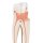 Upper Triple-Root Molar Tooth Model, 3 part - 3B Smart Anatomy