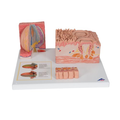 Tongue Model 3B MICROanatomy - 3B Smart Anatomy