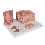 Zungen-Modell 3B MICROanatomie - 3B Smart Anatomy