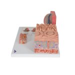 Zungen-Modell 3B MICROanatomie - 3B Smart Anatomy