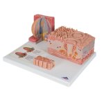 Zungen-Modell 3B MICROanatomie - 3B Smart Anatomy