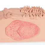 Zungen-Modell 3B MICROanatomie - 3B Smart Anatomy