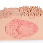 Zungen-Modell 3B MICROanatomie - 3B Smart Anatomy