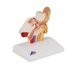 Ear Model for Desktop, 1.5x magnified - 3B Smart Anatomy