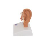 Ear Model for Desktop, 1.5x magnified - 3B Smart Anatomy