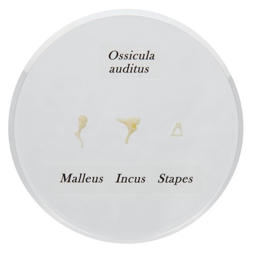 Ossicle Model - Life size