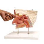 Nasen-Modell mit Nasennebenh&ouml;hlen, 5-tlg - 3B Smart Anatomy