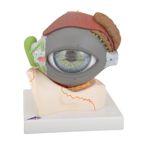 Augen-Modell, 5-fache Größe, 8-tlg - 3B Smart Anatomy