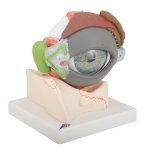 Eye Model, 5x magnified, 8 part - 3B Smart Anatomy