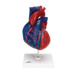 Herz-Modell didaktisch gefärbt, 5-tlg - 3B Smart Anatomy