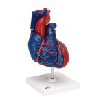 Herz-Modell didaktisch gef&auml;rbt, 5-tlg - 3B Smart Anatomy