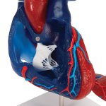Herz-Modell didaktisch gefärbt, 5-tlg - 3B Smart Anatomy