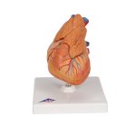 Herz-Modell mit Thymus, 3-tlg - 3B Smart Anatomy