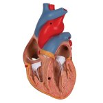 Herz-Modell mit Thymus, 3-tlg - 3B Smart Anatomy