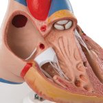 Heart Model with Thymus, 3 part - 3B Smart Anatomy