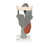 Functional Larynx Model, 2.5x magnified - 3B Smart Anatomy