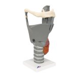 Functional Larynx Model, 2.5x magnified - 3B Smart Anatomy