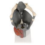 Kehlkopf-Modell, funktional, 2,5-fache Größe - 3B Smart Anatomy