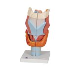 Larynx Model, 2x magnified, 7 part - 3B Smart Anatomy