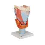 Larynx Model, 2x magnified, 7 part - 3B Smart Anatomy