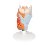 Larynx Model, 2 part - 3B Smart Anatomy