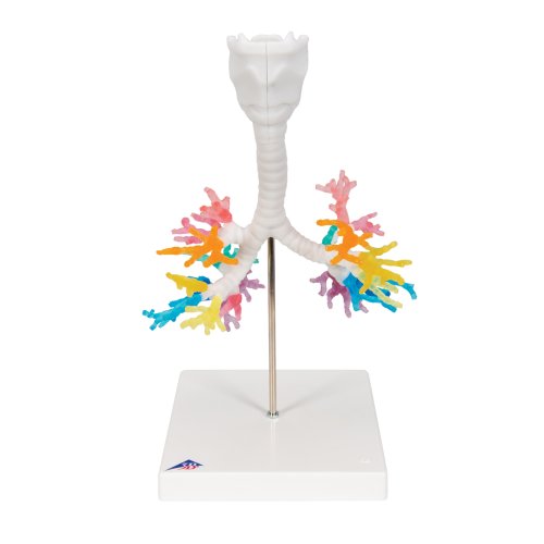 CT Bronchial Tree Model with Larynx - 3B Smart Anatomy