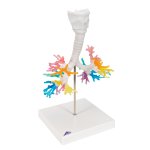 CT Bronchial Tree Model with Larynx - 3B Smart Anatomy