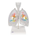 CT Bronchial Tree Model with Larynx & Transparent Lungs - 3B Smart Anatomy