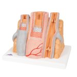 Arterie &amp; Venen-Modell 3B MICROanatomy - 14-fache Vergr&ouml;&szlig;erung - 3B Smart Anatomy