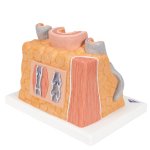 Artery &amp; Vein Model 3B MICROanatomy, 14x magnified - 3B Smart Anatomy