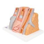 Arterie & Venen-Modell 3B MICROanatomy - 14-fache Vergrößerung - 3B Smart Anatomy