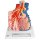 Lungenläppchen-Modell mit umgebenden Blutgefäßen - 3B Smart Anatomy