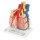 Lungenläppchen-Modell mit umgebenden Blutgefäßen - 3B Smart Anatomy
