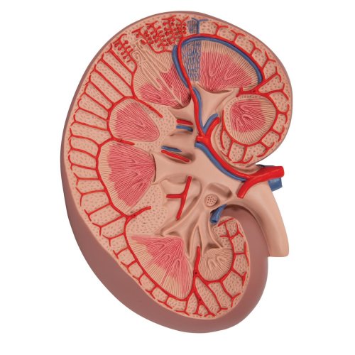 Kidney Section Basic Model, 3x magnified - 3B Smart Anatomy