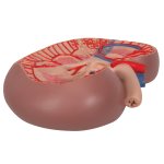 Nierenschnitt-Modell, einfache Darstellung, 3-fache Gr&ouml;&szlig;e - 3B Smart Anatomy