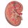 Nierenschnitt-Modell, einfache Darstellung, 3-fache Größe - 3B Smart Anatomy
