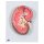 Nierenschnitt-Modell, 3-fache Größe - 3B Smart Anatomy