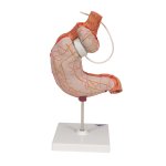 Magenband-Modell - 3B Smart Anatomy