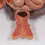 Digestive System Model, 2 part - 3B Smart Anatomy
